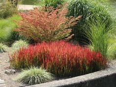 red and green plants are in the middle of a stone planter with grass around it