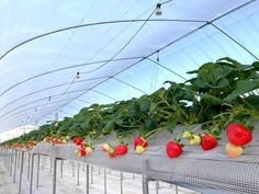 strawberries growing on the inside of a greenhouse