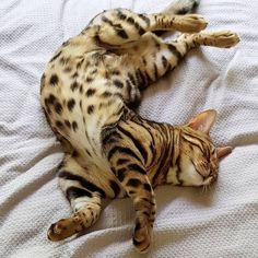 a cat laying on top of a white bed