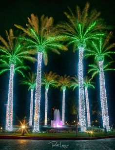 palm trees are lit up with christmas lights