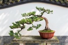 a bonsai tree sitting on top of a wooden table next to a white wall