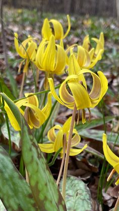 yellow native wildflowers Flowers That Grow In The Woods, Oak Spring Garden, Fox In Spring, Snow In Summer Flower, Flower Clearing In Forest, Trout Lily, Fern Frond, Spring Wildflowers