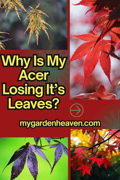 red leaves with the words why is my acer losing it's leaves?