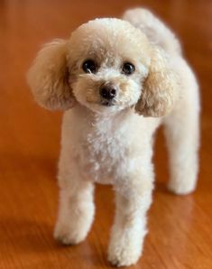 a white poodle standing on top of a wooden floor next to a brown table