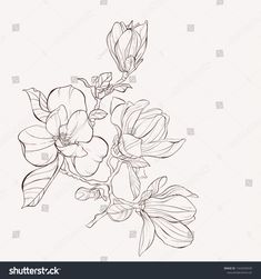 an ink drawing of flowers and leaves on a white background with space for your text