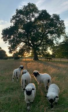 four sheep are standing in the grass near a tree