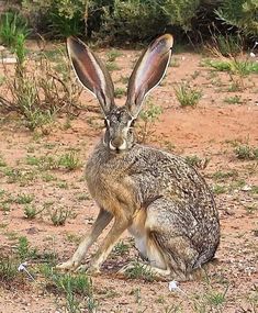 a brown rabbit sitting on top of a dirt field