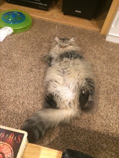 a fluffy cat laying on the floor next to a book