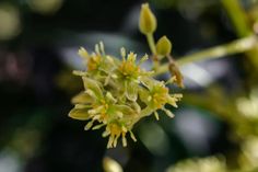 a close up view of some yellow flowers