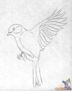 a drawing of a bird with its wings spread