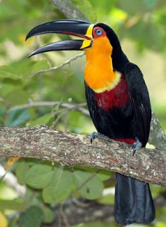 a colorful bird sitting on top of a tree branch