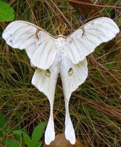 a white moth sitting on top of a leaf covered ground