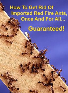 a group of ants crawling on top of a wooden board with the caption how to get rid of important red fire ants, once and for all guaranted