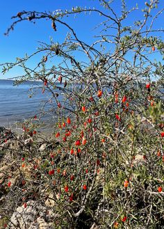 some red berries are growing on the branches of a tree near the water's edge