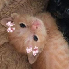 two small kittens are laying next to each other with pink bows on their ears