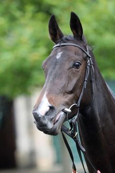 a close up of a horse wearing a bridle with trees in the background