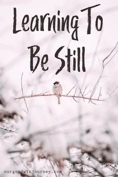 a bird sitting on top of a tree branch with the words learning to be still