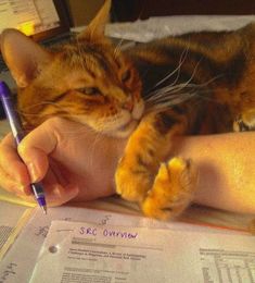 a cat laying on top of a person's arm holding a pen