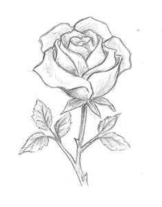 a pencil drawing of a rose