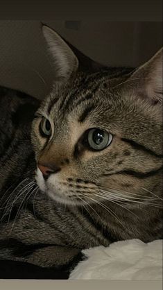 a close up of a cat laying on a bed