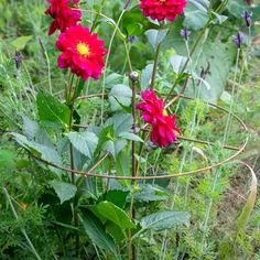 some red flowers are growing in the grass