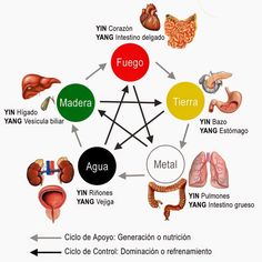 Acupuncture Points Chart, Traditional Chinese Medicine Acupuncture, Chi Gong, Acupuncture Points, Acupressure Points, Qi Gong