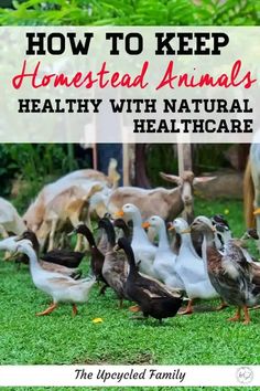 a group of ducks and geese in the grass with text overlay that reads how to keep homested animals healthy with natural healthcare