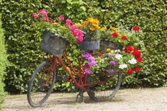 an old red bicycle with flowers in the basket is parked next to a green hedge