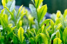 a lady bug sitting on top of a green leafy plant