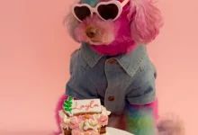 a pink poodle wearing sunglasses sitting in front of a cake