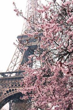 the eiffel tower is in the background with pink flowers on it's branches