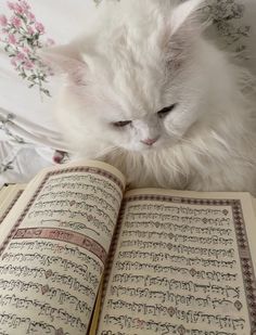 a white cat sitting on top of an open book