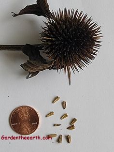 a penny sitting next to some tiny spikes and a thistle flower on a white surface