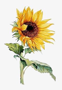 a drawing of a sunflower on a white background