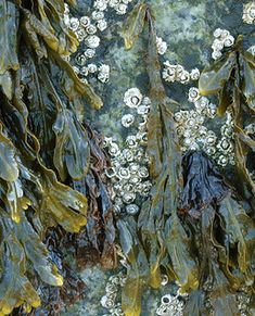 seaweed are growing on the surface of an algae - covered rock, with tiny white flowers in the foreground