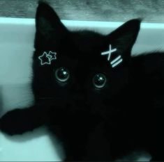 a black cat with crosses on it's forehead sitting in a sink