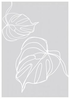 two white leaves on a gray background