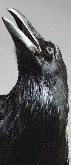 a close up of a black bird with its beak open