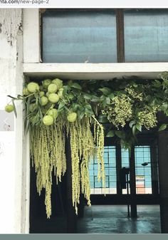 some green plants hanging from the side of a building