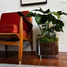 there is a potted plant on the floor next to a red chair and rug