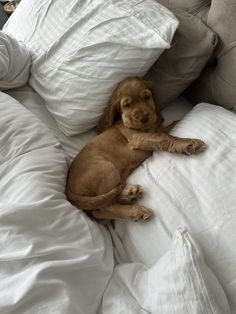 a brown dog laying on top of a bed covered in white sheets and pillows with his head resting on the pillow