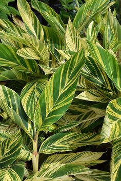 green and yellow leaves are growing in the garden