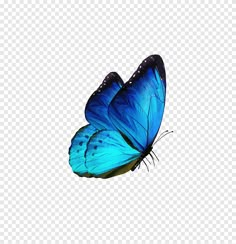 a blue butterfly flying in the sky