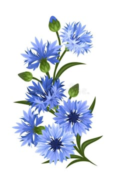 blue flowers with green leaves on a white background stock photo, picture and royalty free