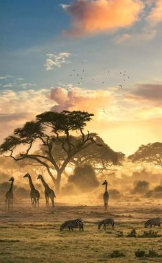 giraffes and zebras in the wild at sunset