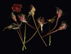 three red roses are in the dark on a black background and one is wilting