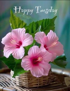 three pink flowers in a wicker basket with happy tuesday written on the side and green leaves