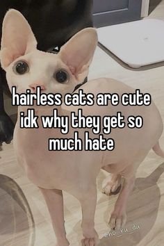 Get inspired by the cute and unique appearance of Sphynx cats, and explore the world of this popular cat breed known for its friendly and affectionate nature. Hairless Cats Cute, Cat Knowledge, Daisy Randone, Cute Hairless Cat, Popular Cat Breeds, Hairless Cats, Burmese Cat, Silly Goober, Sphinx Cat