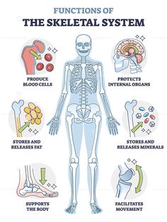 the skeletal system is shown in this diagram