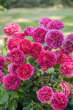 pink and purple flowers are blooming in the garden